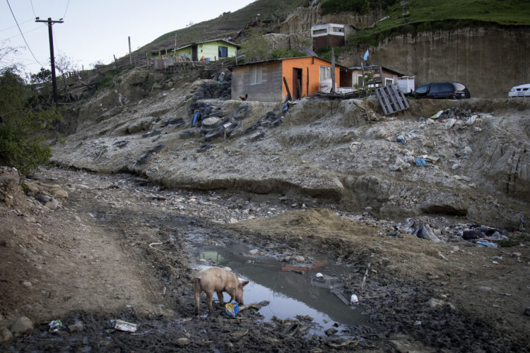 TIJUANA, CA 03/13/2019: A pig drinks from a puddle in the dirt road outside the migrant shelter known as “Little Haiti,” in Tijuana’s Divina Providencia neighborhood.The shelter hosts over 200 migrants, many are from Hiati. The shelter is located a difficult area next to a canal that often floods, and carries debris and sewage, making access difficult for vehicles. The pastor who runs the shelter says he plans to expand housing at the shelter. The shelter, which is run by a Christian church under pastor Gustavo Banda Aceves' leadership, is located next to a canal that carries debris and sewage with fetid odors and often floods and makes access difficult for vehicles. Despite the less than ideal conditions. Banda, who has launched a house-building expansion project, says he has requested the support of municipal authorities to improve the environment for the new community and has launched a house-building expansion project. The shelter hosts over 200 migrants, many are Haitian, and most sleep in tents on a concrete tile floor.